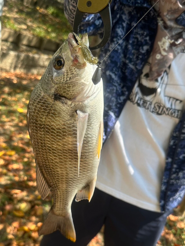 キビレの釣果