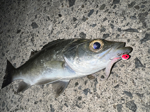 セイゴ（マルスズキ）の釣果