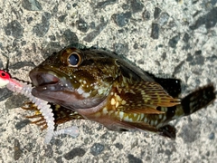 アラカブの釣果