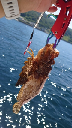 オニオコゼの釣果