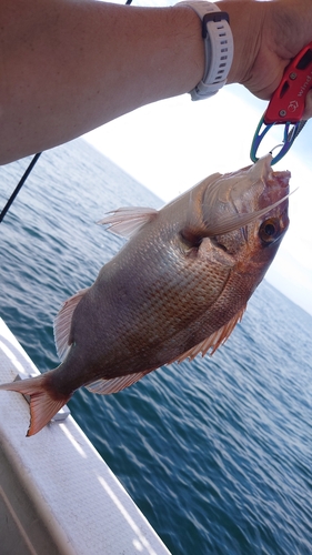 マダイの釣果