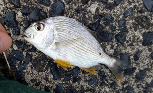 ヘダイの釣果