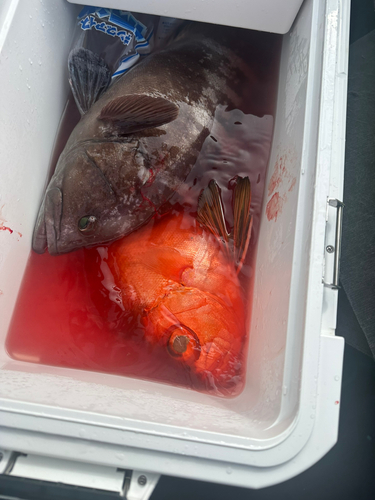 マハタの釣果