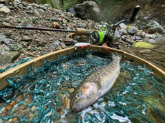 イワナの釣果