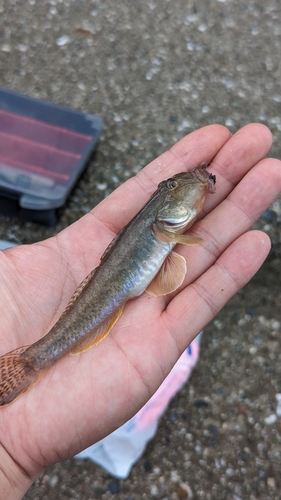 ハゼの釣果