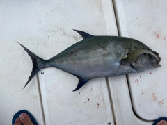 ナンヨウカイワリの釣果