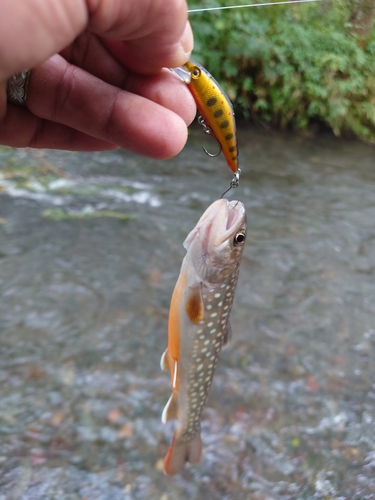 エゾイワナの釣果