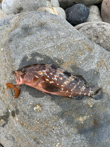 キジハタの釣果