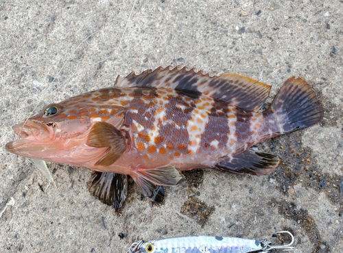 アコウの釣果