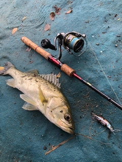 タイリクスズキの釣果