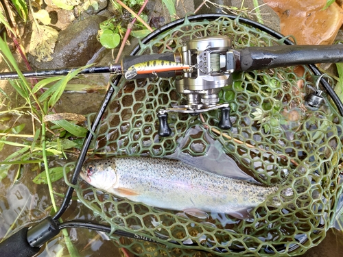 ニジマスの釣果