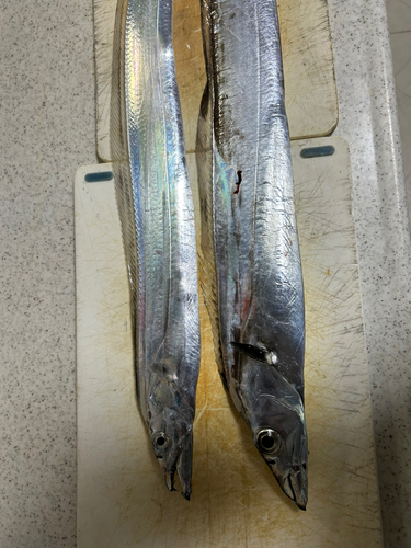 タチウオの釣果