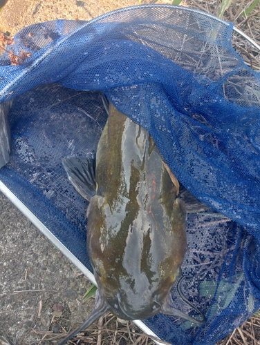 アメリカナマズの釣果