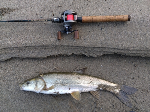 ウグイの釣果