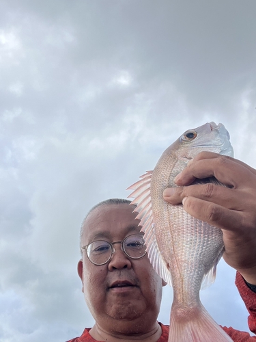 マダイの釣果