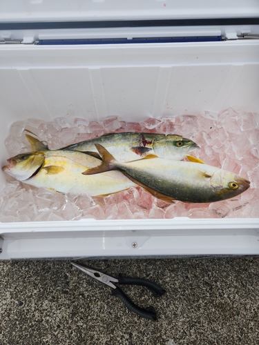 ショゴの釣果