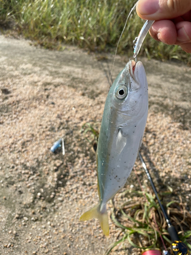 ツバスの釣果