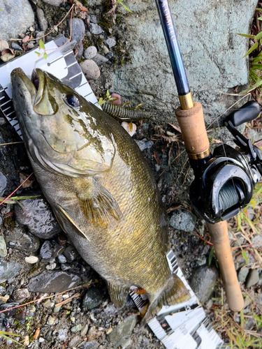 スモールマウスバスの釣果