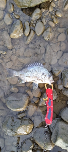 キビレの釣果