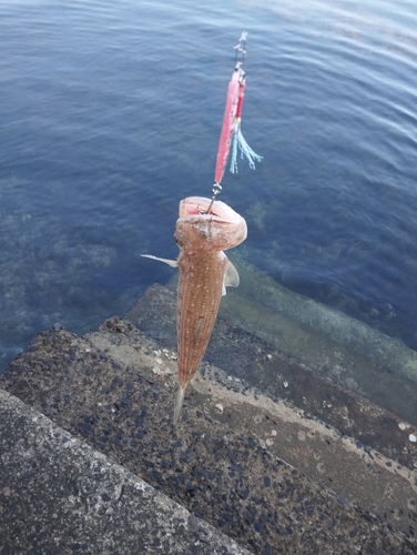 エソの釣果