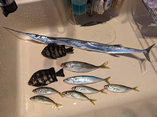 アジの釣果