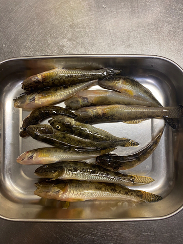 マハゼの釣果