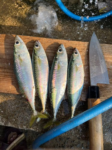 サバの釣果