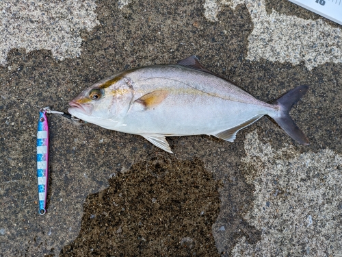 ショゴの釣果