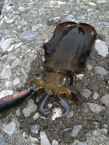 アオリイカの釣果