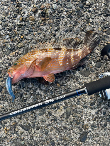 キジハタの釣果