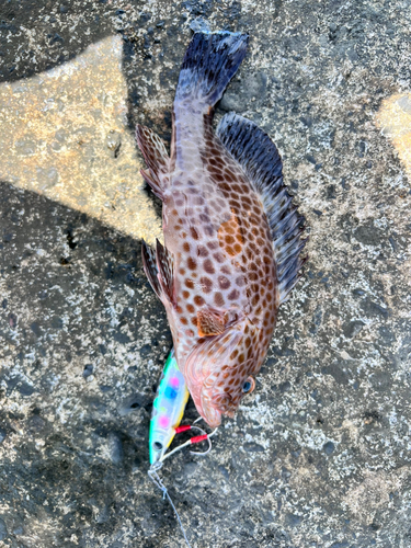 オオモンハタの釣果