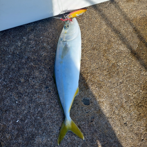 ワカシの釣果