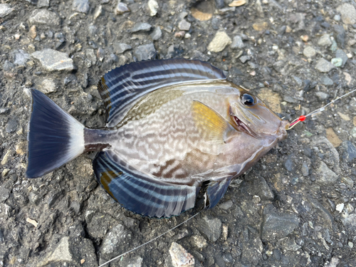 メジナの釣果