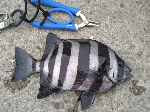 サンバソウの釣果