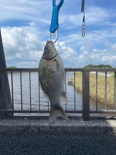 ヘラブナの釣果