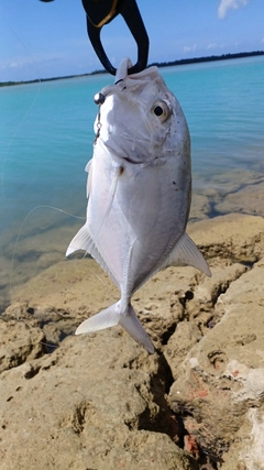 ロウニンアジの釣果