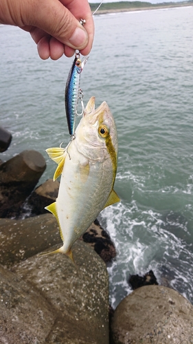 ショゴの釣果