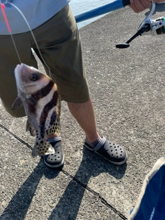 コショウダイの釣果