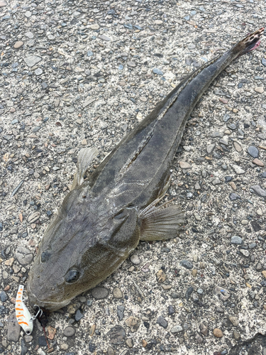 マゴチの釣果