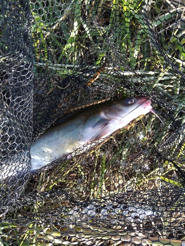 アメリカナマズの釣果