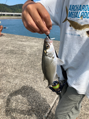 セイゴ（ヒラスズキ）の釣果