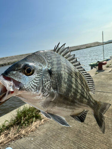 クロダイの釣果