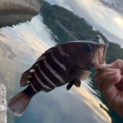 ヤミハタの釣果