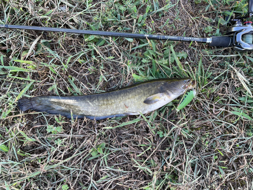 ナマズの釣果