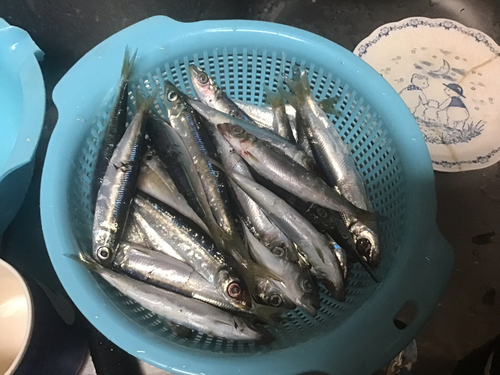 イワシの釣果