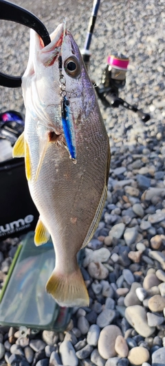 オオニベの釣果