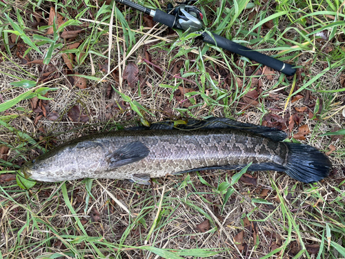 ライギョの釣果