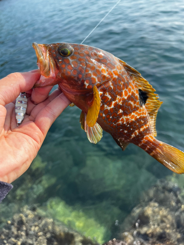 ハタの釣果