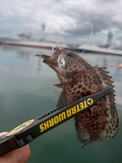 オオモンハタの釣果