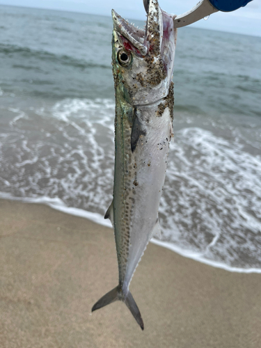 サゴシの釣果